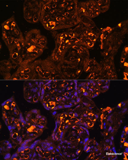 Immunohistochemistry of paraffin-embedded Rat retina using PDC Polyclonal Antibody at dilution of 1:200 (40x lens).