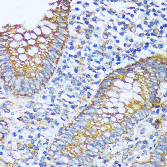 Immunohistochemistry of paraffin-embedded Rat spleen using COX15 Polyclonal Antibody at dilution of 1:100 (40x lens).