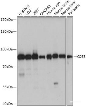 Immunohistochemistry of paraffin-embedded Rat heart using ALOX12 Polyclonal Antibody at dilution of 1:100 (40x lens).