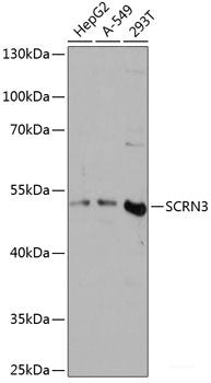 Western blot analysis of extracts of Rat ovary using BMP2 Polyclonal Antibody at dilution of 1:1000.