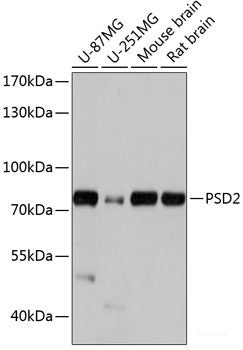Western blot analysis of extracts of various cell lines using CACNB3 Polyclonal Antibody at dilution of 1:1000.
