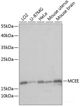 Immunofluorescence analysis of HeLa cells using CCNG1 Polyclonal Antibody