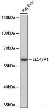 Immunohistochemistry of paraffin-embedded Rat heart using BAG3 Polyclonal Antibody at dilution of 1:100 (40x lens).
