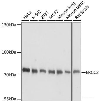 Western blot analysis of extracts of various cell lines using SH2D3A Polyclonal Antibody at dilution of 1:1000.