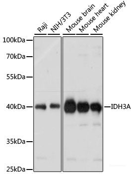 Western blot analysis of extracts of Mouse lung using EFHD2 Polyclonal Antibody at dilution of 1:1000.