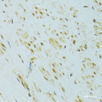 Western blot analysis of extracts of various cell lines using TMX1 Polyclonal Antibody at dilution of 1:1000.