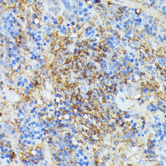 Immunohistochemistry of paraffin-embedded Rat brain using ZNF433 Polyclonal Antibody at dilution of 1:100 (40x lens).