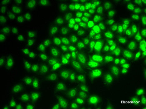 Immunofluorescence analysis of U2OS cells using AANAT Polyclonal Antibody at dilution of 1:100. Blue: DAPI for nuclear staining.