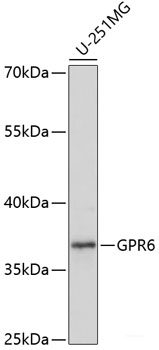 Western blot analysis of extracts of various cell lines using ADK Polyclonal Antibody at dilution of 1:1000.
