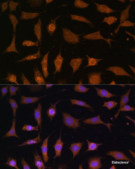 Immunofluorescence analysis of Rat colon using CLCA1 Polyclonal Antibody at dilution of 1:100 (40x lens). Blue: DAPI for nuclear staining.
