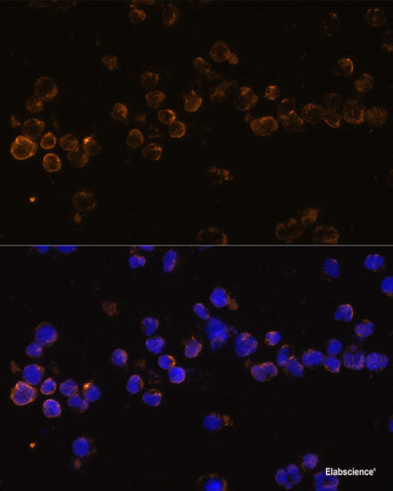 Immunofluorescence analysis of U-251MG cells using NPY Polyclonal Antibody at dilution of 1:100 (40x lens). Blue: DAPI for nuclear staining.