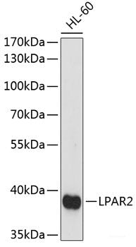 Immunofluorescence analysis of L929 cells using RABIF Polyclonal Antibody at dilution of 1:100 (40x lens). Blue: DAPI for nuclear staining.