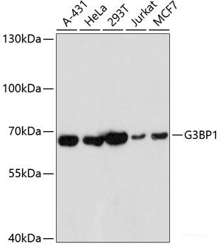 Western blot analysis of extracts of various cell lines using SLC6A1 Polyclonal Antibody at dilution of 1:1000.