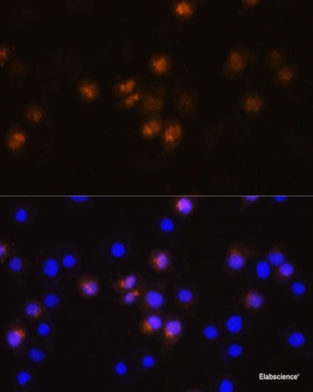 Immunofluorescence analysis of C6 cells using XK Polyclonal Antibody at dilution of 1:100. Blue: DAPI for nuclear staining.