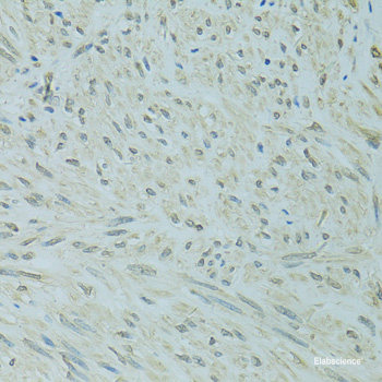 Immunofluorescence analysis of U-2 OS cells using CNBP Polyclonal Antibody at dilution of 1:100. Blue: DAPI for nuclear staining.