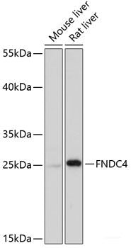 Immunofluorescence analysis of U2OS cells using ZBTB20 Polyclonal Antibody at dilution of 1:100. Blue: DAPI for nuclear staining.