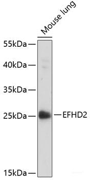 Western blot analysis of extracts of various cell lines using FBXO25 Polyclonal Antibody at dilution of 1:1000.