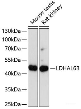 Immunofluorescence analysis of C6 cells using PYCR2 Polyclonal Antibody at dilution of 1:100. Blue: DAPI for nuclear staining.