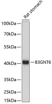 Western blot analysis of extracts of various cell lines using RNF125 Polyclonal Antibody at dilution of 1:1000.