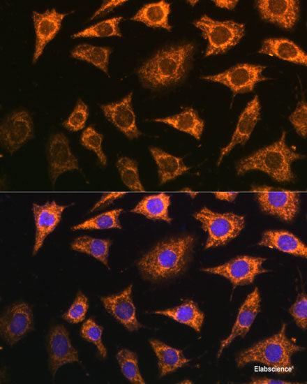 Immunofluorescence analysis of U2OS cells using BAIAP2L1 Polyclonal Antibody at dilution of 1:100. Blue: DAPI for nuclear staining.