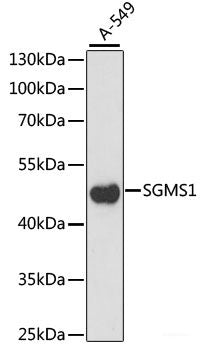 Western blot analysis of extracts of Mouse lung using CRELD1 Polyclonal Antibody at dilution of 1:1000.