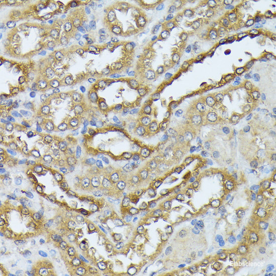 Immunohistochemistry of paraffin-embedded Rat ovary using ATP5C1 Polyclonal Antibody at dilution of 1:100 (40x lens).