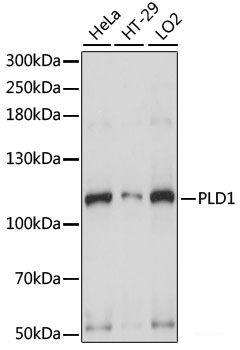 Immunofluorescence analysis of U-2 OS cells using ZNF131 Polyclonal Antibody at dilution of 1:100. Blue: DAPI for nuclear staining.