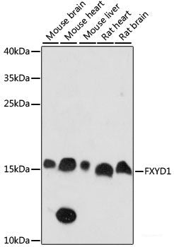 Immunofluorescence analysis of C6 cells using RNF112 Polyclonal Antibody at dilution of 1:100. Blue: DAPI for nuclear staining.
