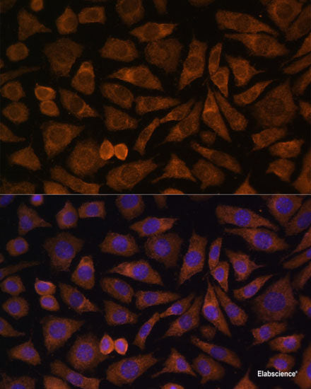 Immunohistochemistry of paraffin-embedded Rat kidney using PTP4A2 Polyclonal Antibody at dilution of 1:100 (40x lens).