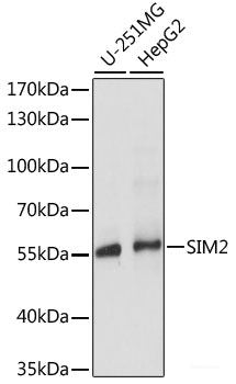 Immunofluorescence analysis of L929 cells using CYTH1 Polyclonal Antibody at dilution of 1:100. Blue: DAPI for nuclear staining.