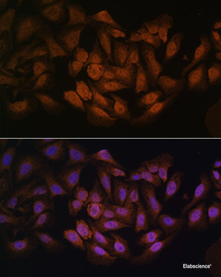 Western blot analysis of extracts of various cell lines using PSMC5 Polyclonal Antibody at dilution of 1:1000.