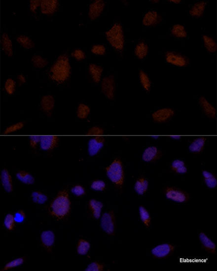 Immunofluorescence analysis of L929 cells using LMAN2 Polyclonal Antibody at dilution of 1:100. Blue: DAPI for nuclear staining.