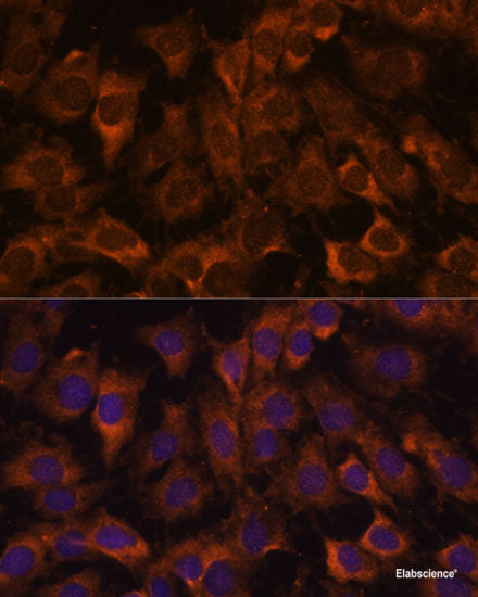 Immunofluorescence analysis of L929 cells using STK38L Polyclonal Antibody at dilution of 1:100. Blue: DAPI for nuclear staining.