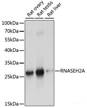 Western blot analysis of extracts of various cell lines using RPS6KB2 Polyclonal Antibody at dilution of 1:1000.