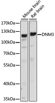 Western blot analysis of extracts of various cell lines using ZNF451 Polyclonal Antibody at dilution of 1:1000.