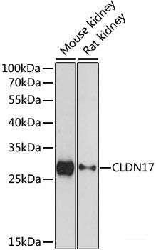 Western blot analysis of extracts of Mouse brain using MRPL46 Polyclonal Antibody at dilution of 1:1000.