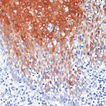 Immunofluorescence analysis of U2OS cells using BMP6 Polyclonal Antibody at dilution of 1:100. Blue: DAPI for nuclear staining.