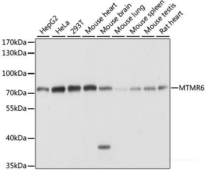 Immunofluorescence analysis of U2OS cells using CDC42 Polyclonal Antibody at dilution of 1:100. Blue: DAPI for nuclear staining.