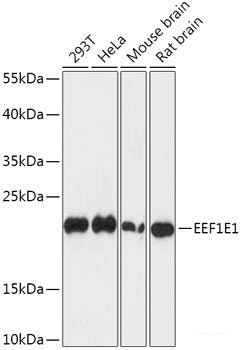 Western blot analysis of extracts of various cell lines using CHRM2 Polyclonal Antibody at dilution of 1:1000.