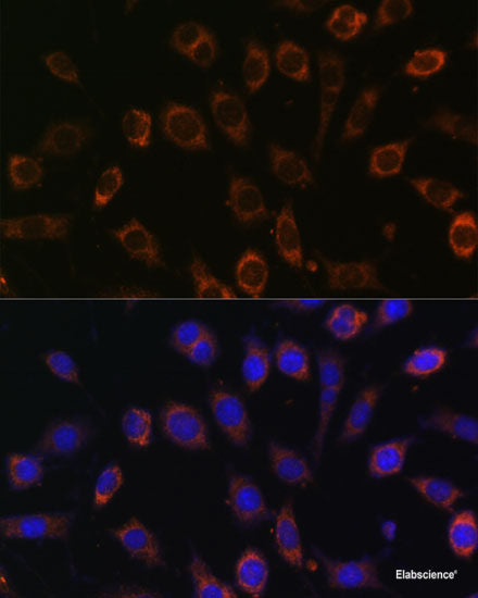Western blot analysis of extracts of Rat brain using KCNS2 Polyclonal Antibody at dilution of 1:1000.