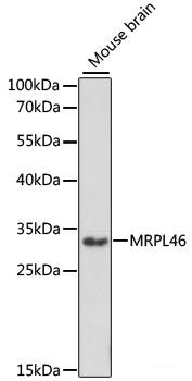 Western blot analysis of extracts of Mouse brain using Icam5 Polyclonal Antibody at dilution of 1:1000.