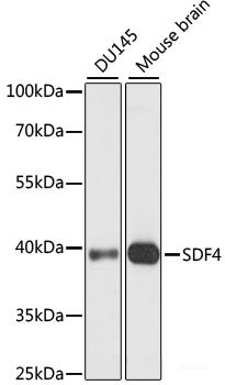 Western blot analysis of extracts of various cell lines using IFNB1 Polyclonal Antibody at dilution of 1:1000.