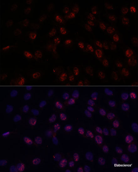 Western blot analysis of extracts of various cell lines using SOX13 Polyclonal Antibody at dilution of 1:1000.