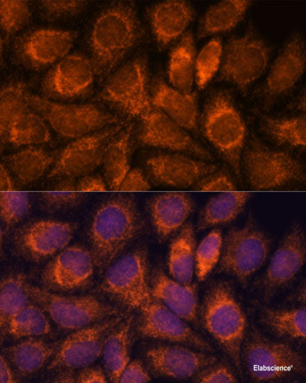 Western blot analysis of extracts of various cell lines using CASP8AP2 Polyclonal Antibody at dilution of 1:1000.