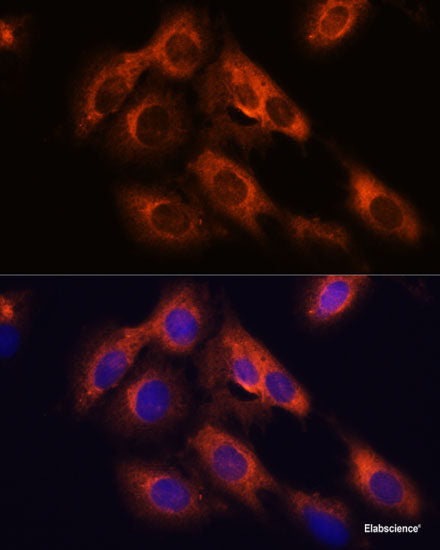 Immunofluorescence analysis of U2OS cells using EDIL3 Polyclonal Antibody at dilution of 1:100. Blue: DAPI for nuclear staining.