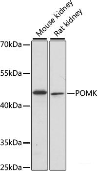 Western blot analysis of extracts of various cell lines using UNC13B Polyclonal Antibody at dilution of 1:1000.