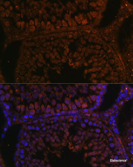 Immunofluorescence analysis of L929 cells using ME3 Polyclonal Antibody at dilution of 1:100. Blue: DAPI for nuclear staining.