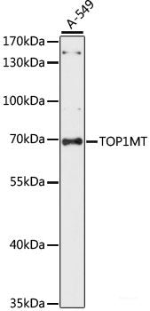 Immunofluorescence analysis of L929 cells using CHP1 Polyclonal Antibody at dilution of 1:100. Blue: DAPI for nuclear staining.