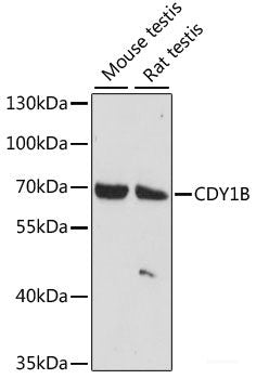 Immunofluorescence analysis of U2OS cells using SIRT4 Polyclonal Antibody at dilution of 1:100. Blue: DAPI for nuclear staining.