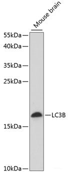 Western blot analysis of extracts of various cell lines using RABGAP1 Polyclonal Antibody at dilution of 1:1000.